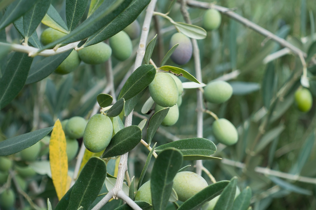 acceso Indulgente bosque Qué significa tener una rama de olivo en una mano? | Aovero