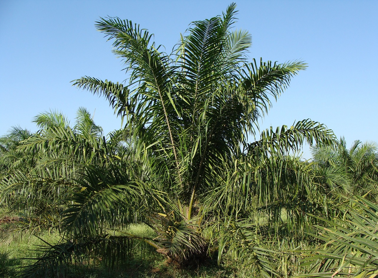 ¿Cuántos tipos de aceite de palma hay?